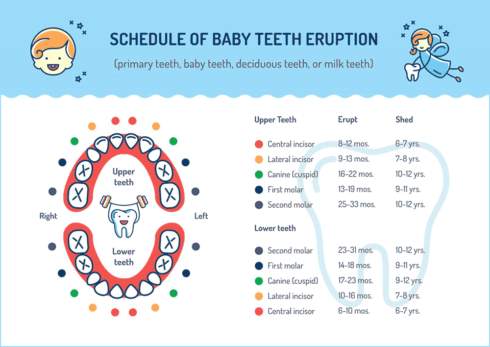 Baby Teeth First Dental Visit - Dr. Barrera Campbell CA Pediatric Dentist